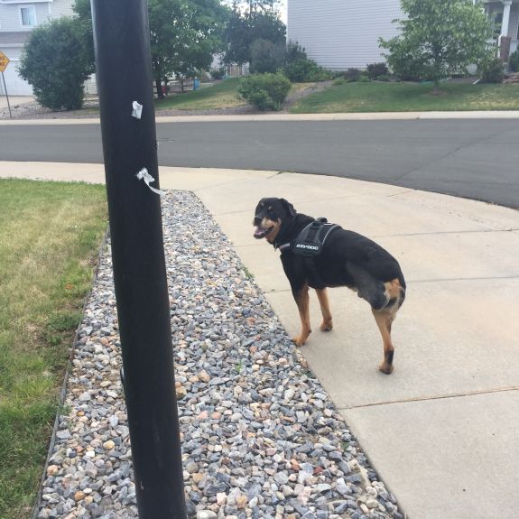 Enjoying a nice slow morning walk.