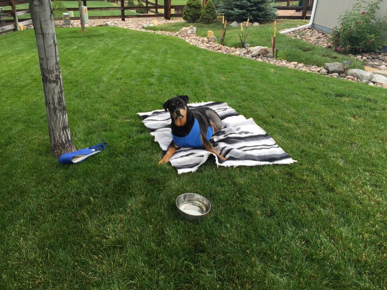 Dekoh is laying out in the backyard enjoying the great weather. Just chillin !!