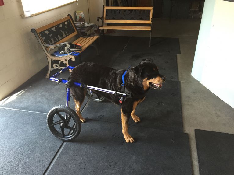 Here I am in my new wheelchair cart Dad got for me.